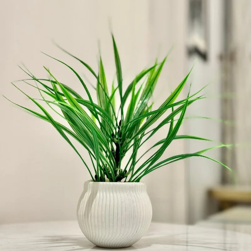 a small potted plants on the table